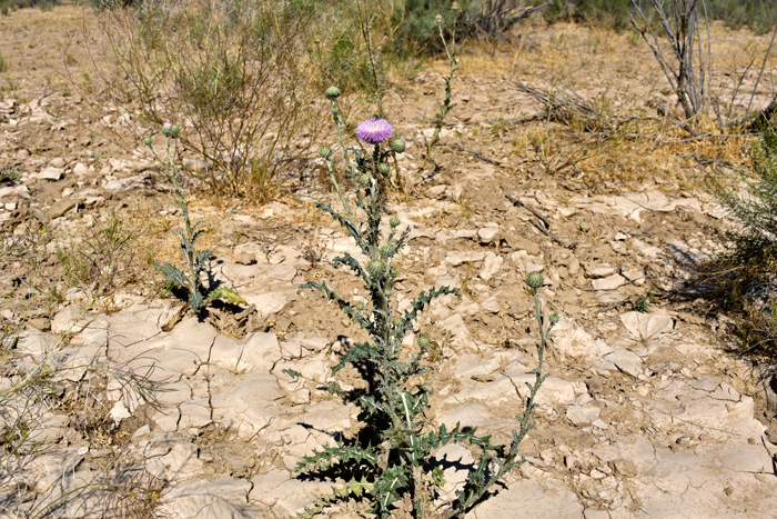 Mojave Thistle is somewhat salt-tolerant and primarily found in Mojave Desert ecosystems. It is also found in the southern areas of the Great Basin Desert and other nearby regions of California, Nevada, western Arizona, and southwestern Utah. Cirsium mohavense